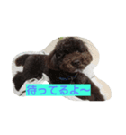 ラブリーなトイプードル#/（個別スタンプ：3）