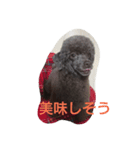ラブリーなトイプードル#/（個別スタンプ：4）