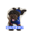 ラブリーなトイプードル#/（個別スタンプ：5）