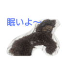 ラブリーなトイプードル#/（個別スタンプ：6）