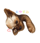 ケイシー犬（個別スタンプ：1）