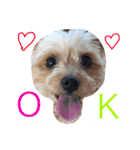 ケイシー犬（個別スタンプ：2）