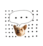 ケイシー犬（個別スタンプ：3）