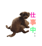 ケイシー犬（個別スタンプ：4）