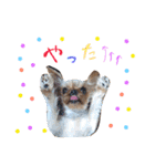 ケイシー犬（個別スタンプ：5）