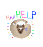 ケイシー犬（個別スタンプ：6）