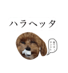 ケイシー犬（個別スタンプ：9）