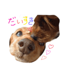 ケイシー犬（個別スタンプ：10）