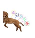 ケイシー犬（個別スタンプ：14）