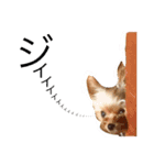 ケイシー犬（個別スタンプ：16）