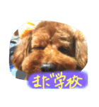 ころぽてスタンプ（個別スタンプ：9）
