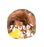 ころぽてスタンプ（個別スタンプ：14）