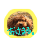 ころぽてスタンプ（個別スタンプ：15）