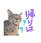 aduki4（個別スタンプ：1）