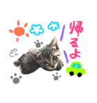 aduki4（個別スタンプ：2）
