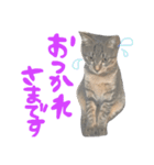 aduki4（個別スタンプ：3）