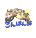 aduki4（個別スタンプ：6）