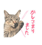 aduki4（個別スタンプ：8）