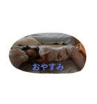 papahe（個別スタンプ：6）
