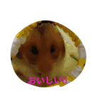 papahe（個別スタンプ：11）