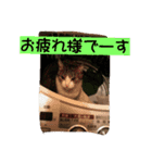 ふじこ猫（個別スタンプ：20）