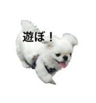 ペキニーズのコンちゃん（個別スタンプ：3）