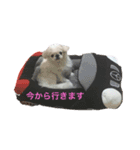 ペキニーズのコンちゃん（個別スタンプ：4）