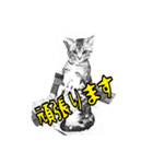 HAYAKAWA 2（個別スタンプ：14）