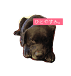 ohkaandalen（個別スタンプ：15）