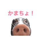 可愛いぶたさん（個別スタンプ：1）