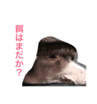 可愛いぶたさん（個別スタンプ：5）