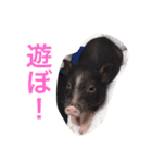 可愛いぶたさん（個別スタンプ：9）