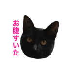naruto ＆ kiki（個別スタンプ：2）
