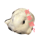 coolcool（個別スタンプ：1）