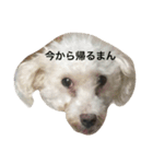 ころころしょこばに（個別スタンプ：11）