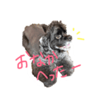 我が家のワンコさま（個別スタンプ：1）