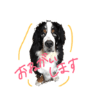我が家のワンコさま（個別スタンプ：4）
