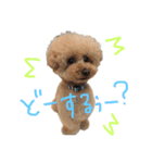 我が家のワンコさま（個別スタンプ：6）