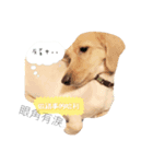 Dachshund happy dance Puppy（個別スタンプ：1）