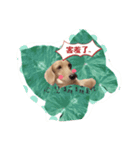 Dachshund happy dance Puppy（個別スタンプ：8）