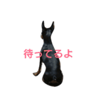 ミニピンとたまにイタグレ（個別スタンプ：8）