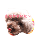 ブラウンプードルリオン（個別スタンプ：1）