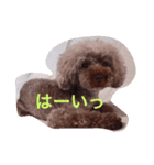 ブラウンプードルリオン（個別スタンプ：6）