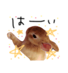 うさぎのララさん3（個別スタンプ：5）