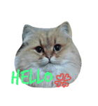 Chinchilla Persian brothers（個別スタンプ：1）