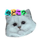 Chinchilla Persian brothers（個別スタンプ：2）