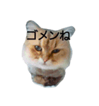 Chinchilla Persian brothers（個別スタンプ：3）