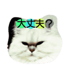 Chinchilla Persian brothers（個別スタンプ：4）