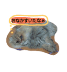 Chinchilla Persian brothers（個別スタンプ：5）