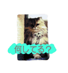 Chinchilla Persian brothers（個別スタンプ：6）